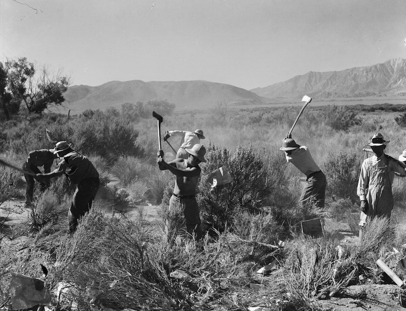 Manzanar Relocation Center, Manzanar, California. More land is being cleared of sage brush at the s . . .